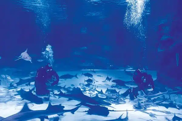 Antalya Aquarium with Transfer 2