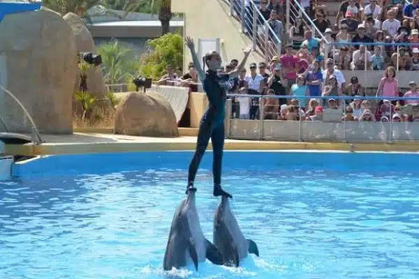 Dolphin & Sea Lion Show 2