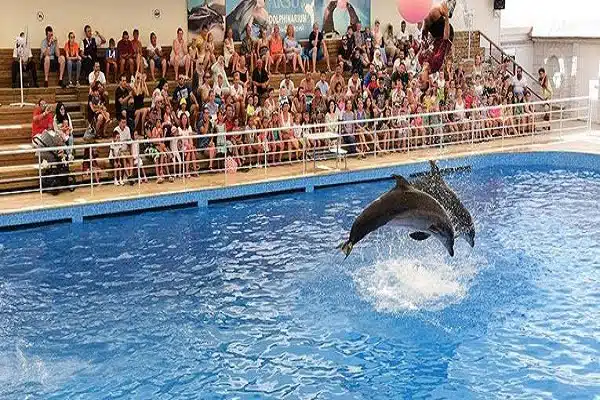 Dolphin & Sea Lion Show 3