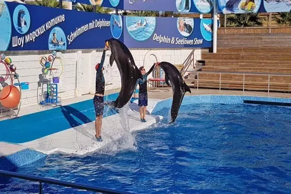Dolphin & Sea Lion Show 4