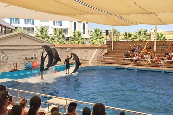 Dolphin & Sea Lion Show 5