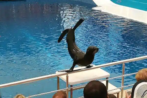 Dolphin & Sea Lion Show 6