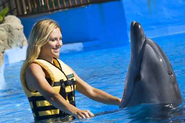 Dolphin & Sea Lion Show 1