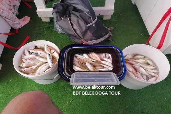 Fishing Tour in the Sea (Antalya) 6